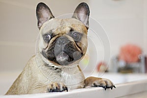 Cute french bulldog dog grooming routine bath tub