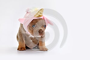 Cute French Bulldog dog puppy with cute pink unicorn hat with horn