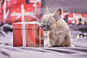 Cute French Bulldog dog puppy nibbling at ribbon of red Christmas gift box surrounded by seasonal decoration
