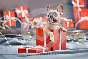 Cute French Bulldog dog puppy peeking out of red Christmas gift box with ribbon