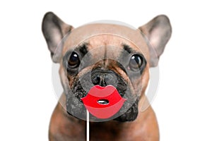 Cute French Bulldog dog with red kiss lips photo prop in front of white background