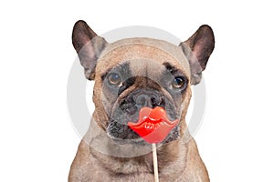 Cute French Bulldog dog with red kiss lips photo prop in front of white background