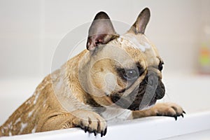 Cute french bulldog dog with soap bubbles on head in bath tub being groomed