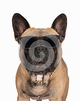 cute french bulldog dog with sunglasses looking forward and standing