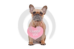 Cute French Bulldog dog wearing Valentine`s Day heart with text `I woof you` around neck on white background