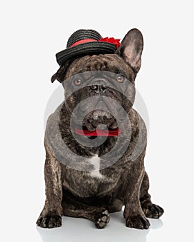 cute french bulldog doggy with hat and bowtie looking forward