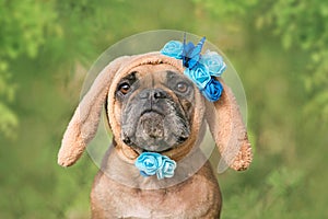 Cute French Bulldog dressed up as easter bunny with brown ears with blue flowers and butterflies