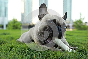 Cute French bulldog gnawing bone treat on green grass outdoors. Lovely pet