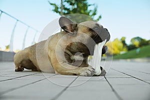 Cute French bulldog gnawing bone treat outdoors. Lovely pet