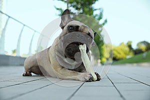 Cute French bulldog gnawing bone treat outdoors. Lovely pet
