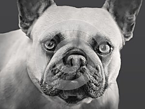 Cute french bulldog head face looking at camera