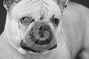 Cute french bulldog head face looking at camera