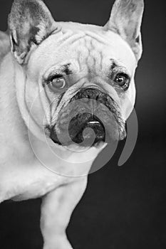 Cute french bulldog head face looking at camera