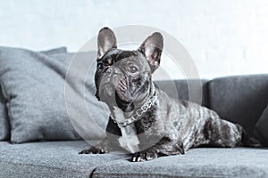 Cute french bulldog lying