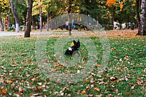 Cute French bulldog outdoors in the Park in autumn