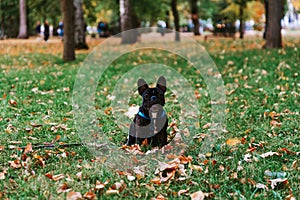 Cute French bulldog outdoors in the Park in autumn