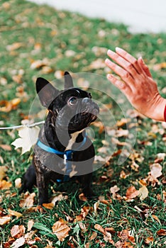 Cute French bulldog outdoors in the Park in autumn