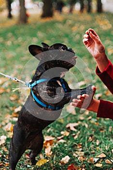 Cute French bulldog outdoors in the Park in autumn