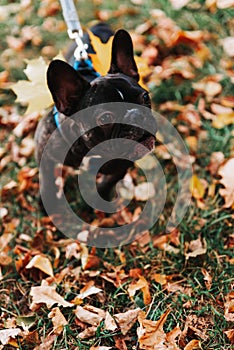 Cute French bulldog outdoors in the Park in autumn