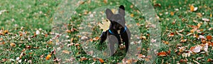 Cute French bulldog outdoors in the Park in autumn