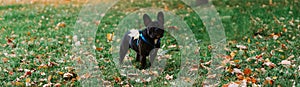 Cute French bulldog outdoors in the Park in autumn