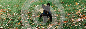 Cute French bulldog outdoors in the Park in autumn