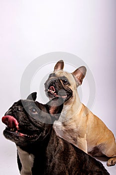 Cute French bulldog photo-shooting in studio photo
