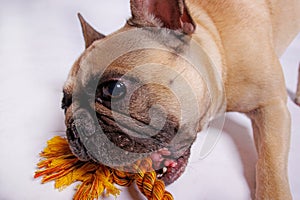 Cute French bulldog photo-shooting in studio photo