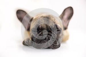 A cute french bulldog puppy