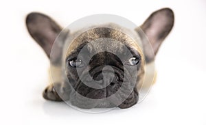 A cute french bulldog puppy