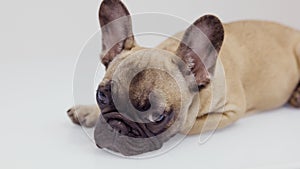 A cute french bulldog puppy