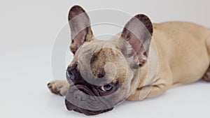 A cute french bulldog puppy