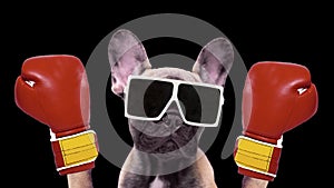 A cute french bulldog puppy boxing