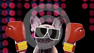 A cute french bulldog puppy boxing