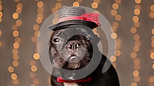 cute french bulldog puppy dog posing in studio