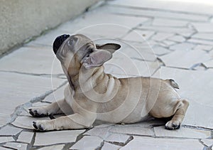 Cute french bulldog puppy photo