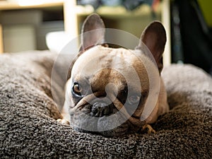 Cute french bulldog puppy looking into camera on cosy bed