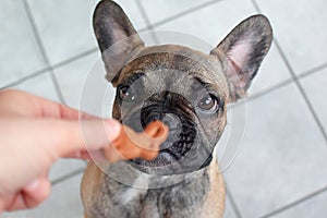 Cute French Bulldog puppy looking at easter bunny shaped dog treat cookie