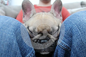 Cute french bulldog puppy napping sleeping on owner