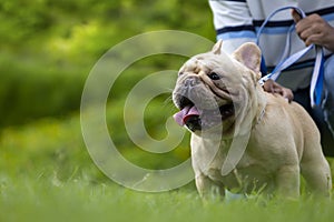 Cute french bulldog puppy is playing outside in the lawn on leash with owner in the dog park with copy space