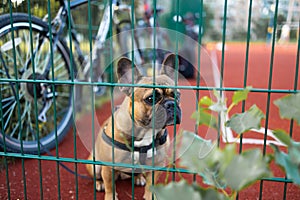 Cute french bulldog puppy resting on playground.