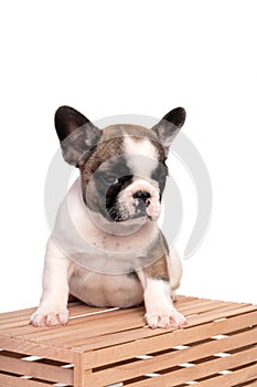 French bulldog puppy sits on a wooden crate on a white background.