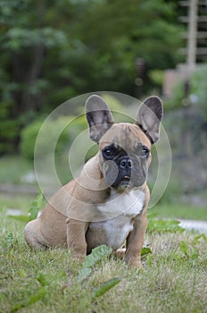 Cute french bulldog puppy photo