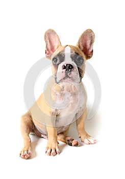 Cute french bulldog puppy sitting isolated