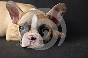 Cute french bulldog puppy sleep on black