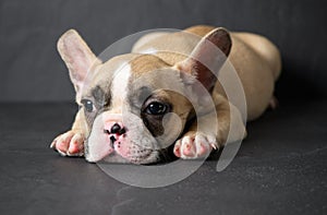 Cute french bulldog puppy sleep on black stone