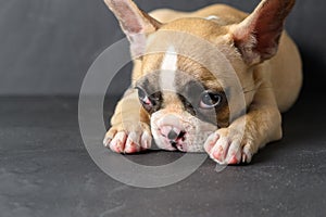Cute french bulldog puppy sleep on black stone
