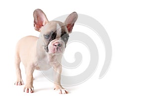 Cute french bulldog puppy standing isolated