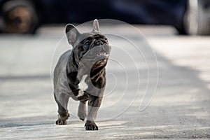 Cute french bulldog puppy walking free on the pavement in front of the house