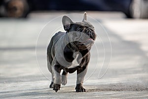 Cute french bulldog puppy walking free on the pavement in front of the house